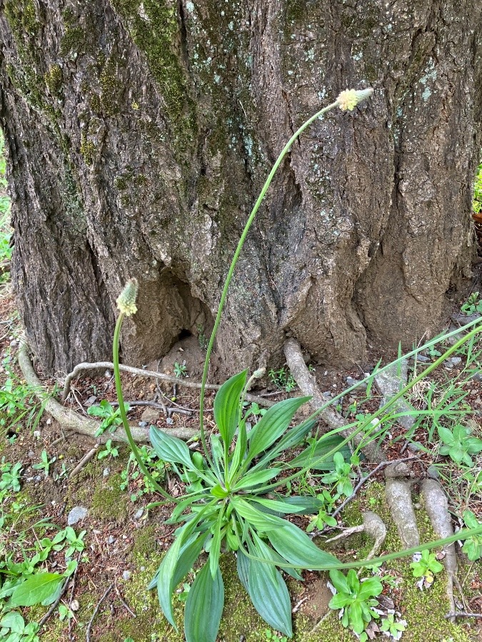 風にそよぐ花たち