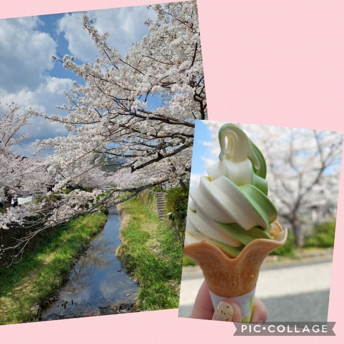 花見　一の坂川