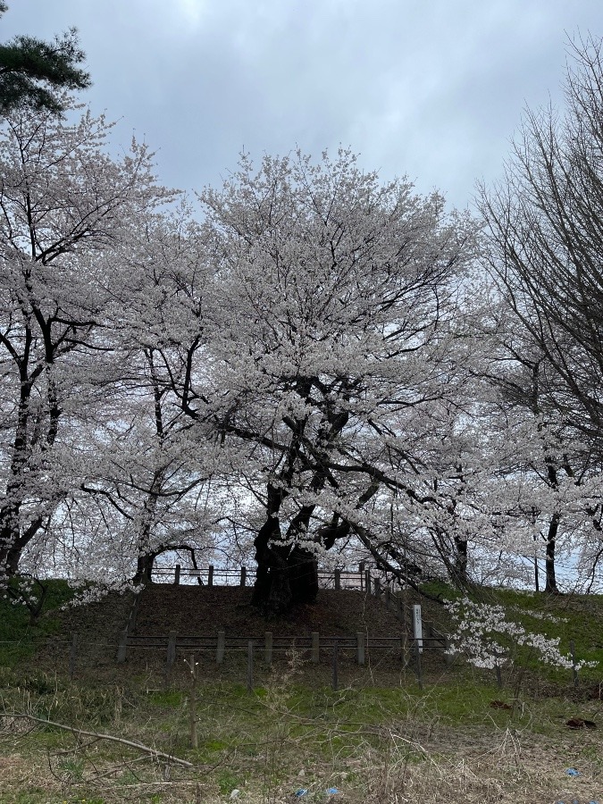 推定樹齢  600年の桜
