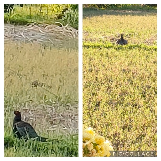 毎日、目の前でキジが鳴いてます