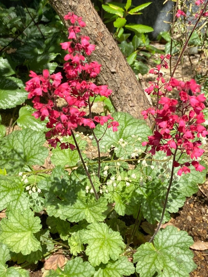 訪問先に花壇に咲く花