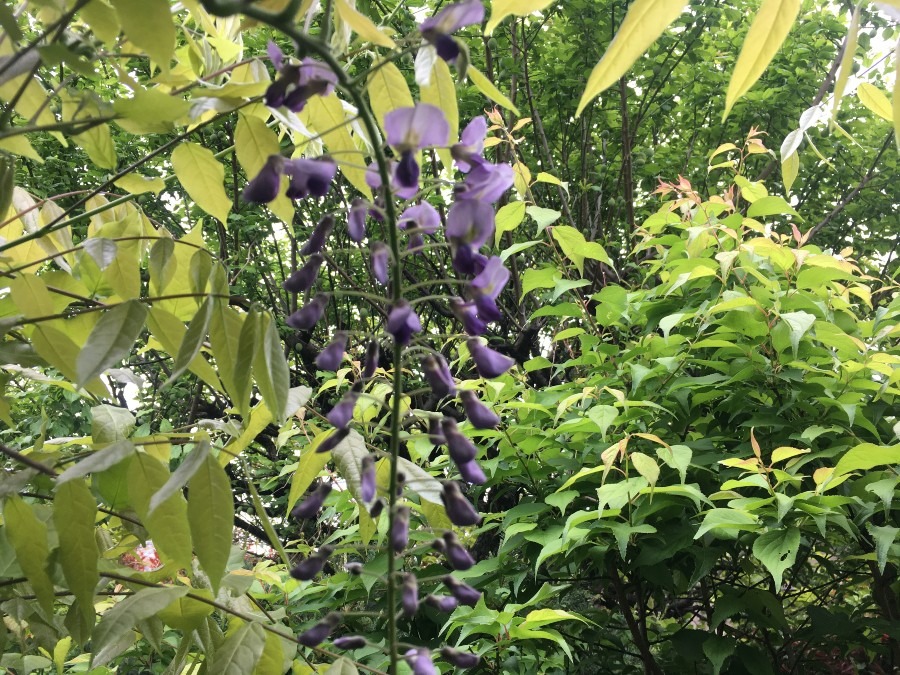 種から育てた「藤」が、今年花を咲かせてくれました。