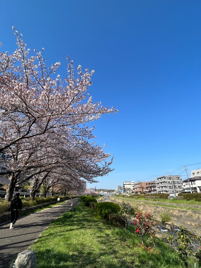 今朝の通勤路