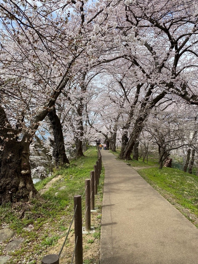 霞城公園　土塁の桜🌸🌸🌸