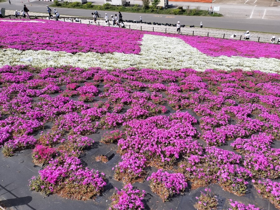 北区荒川土手④芝桜