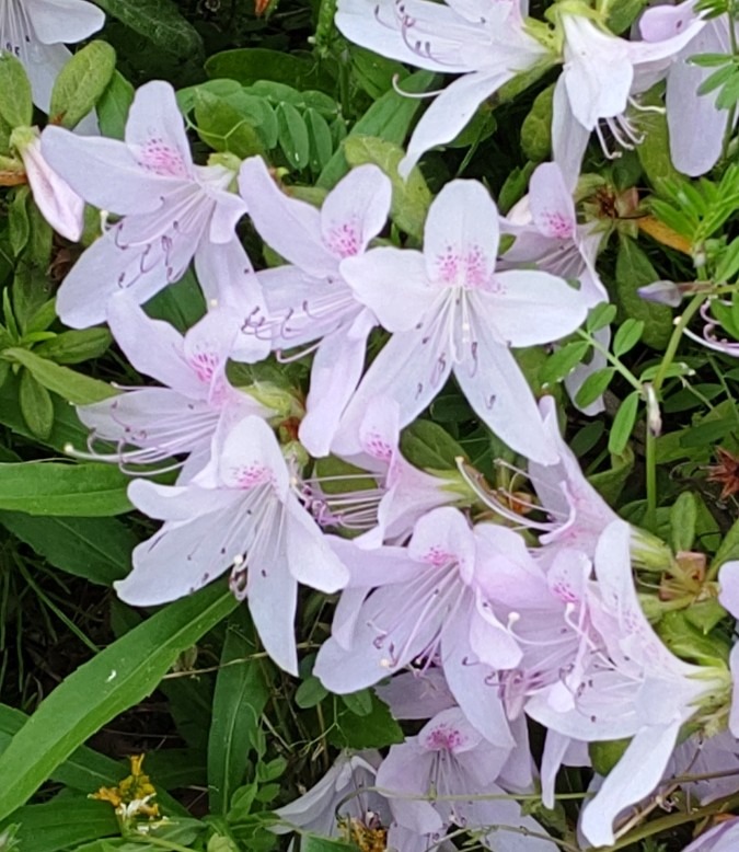 天童公園の貴重な花❣️