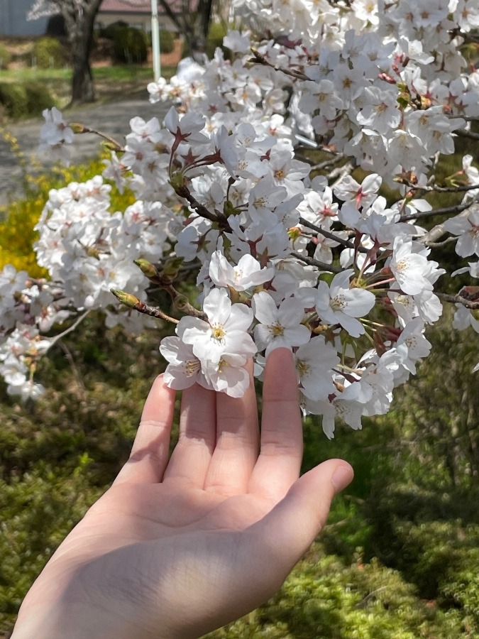 ほんと、満開です(´∀｀*)🌸🌸🌸