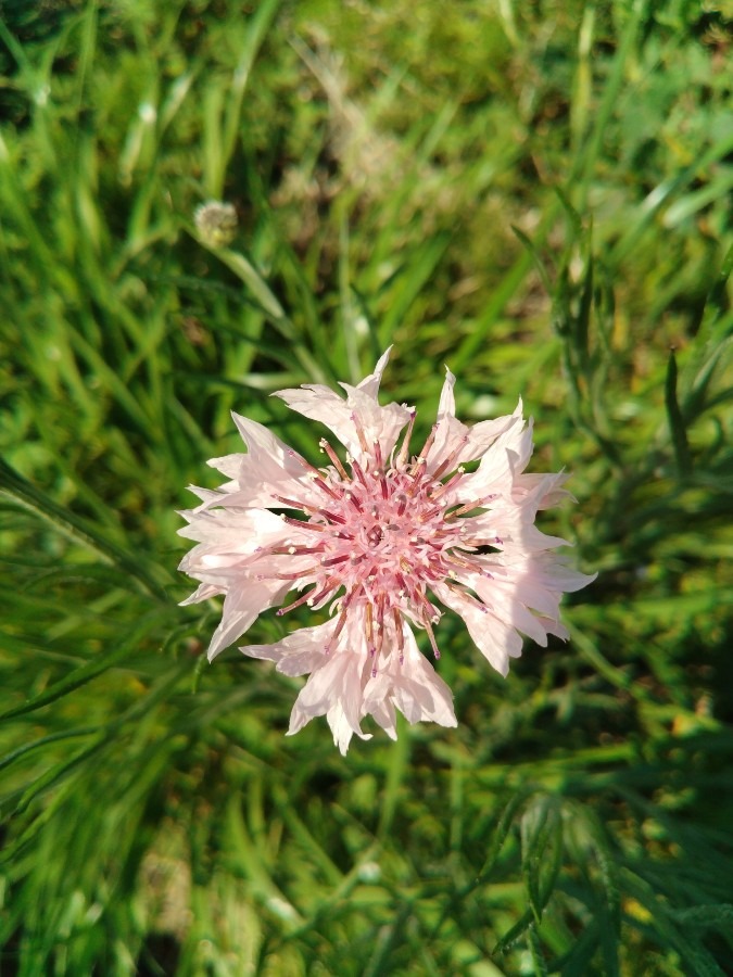 お花です！