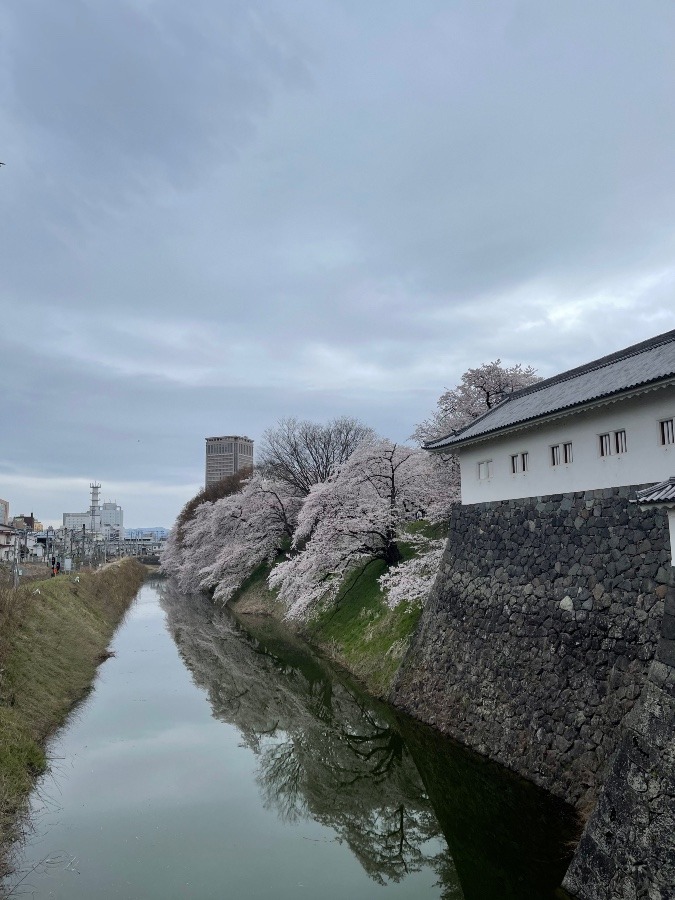 お堀の桜  2