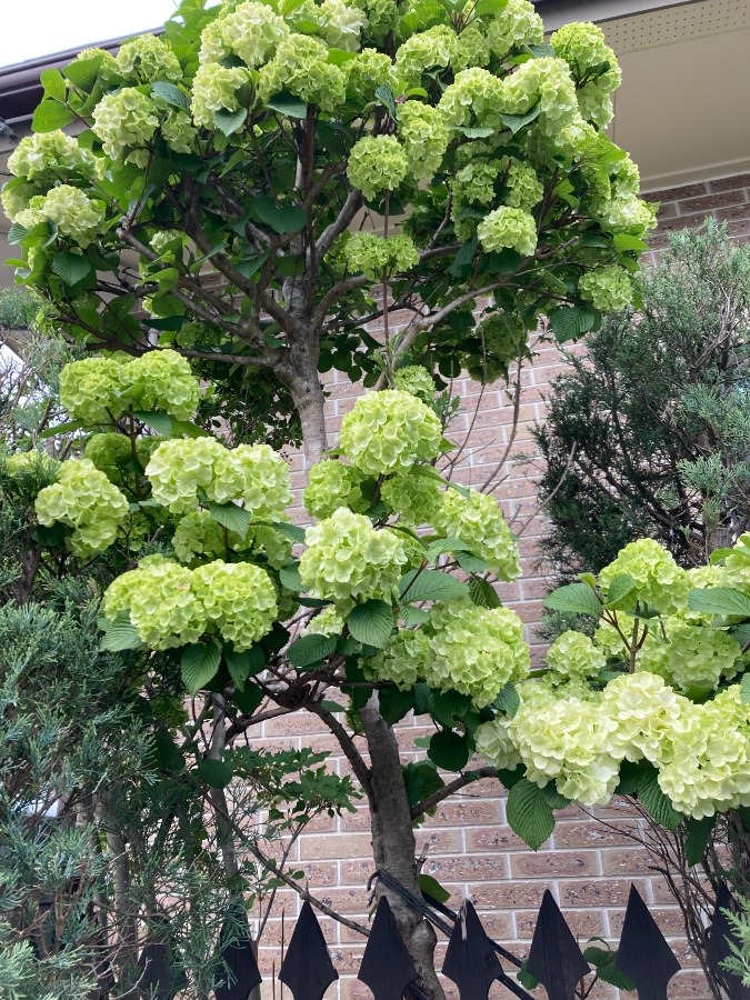 グリーンの花とても可愛い💕