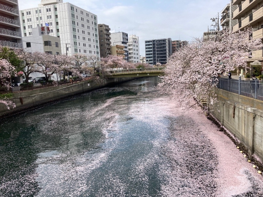 花いかだ♪