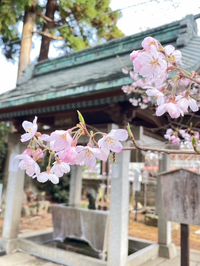 大満足(´∀｀*)🌸