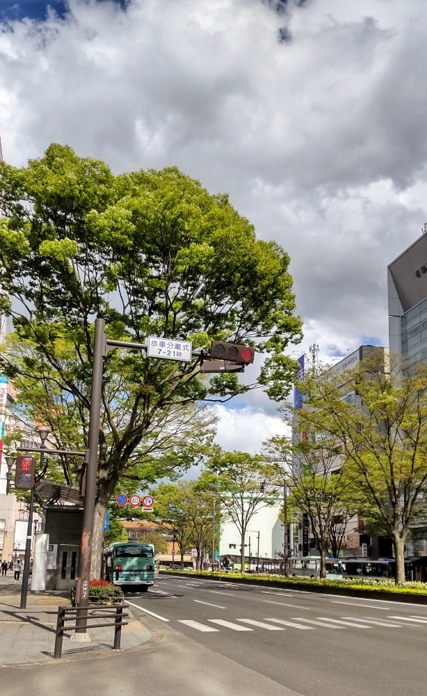 仙台駅、メイン道路のケヤキ並木