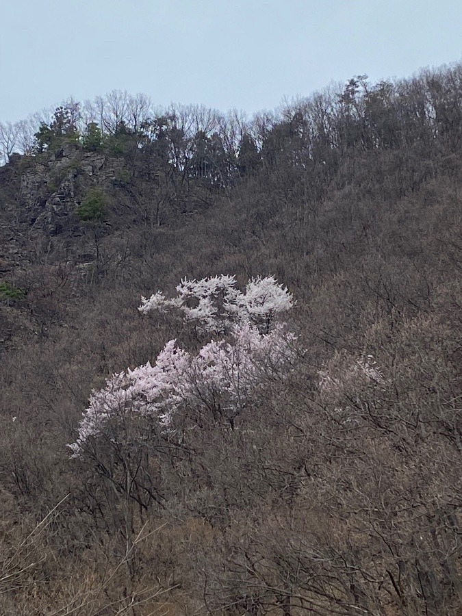 山桜🌸🌸🌸