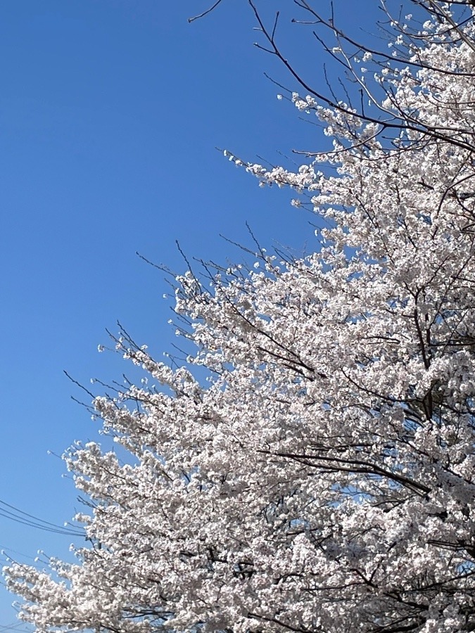 青空見上げて気持ちよさそう^_^