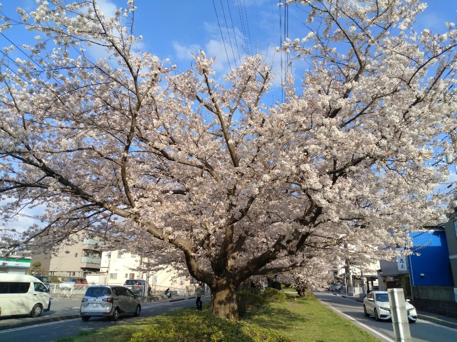 お花です！