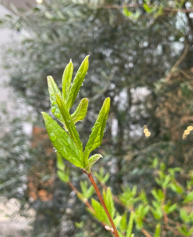 今日は一日中、雨