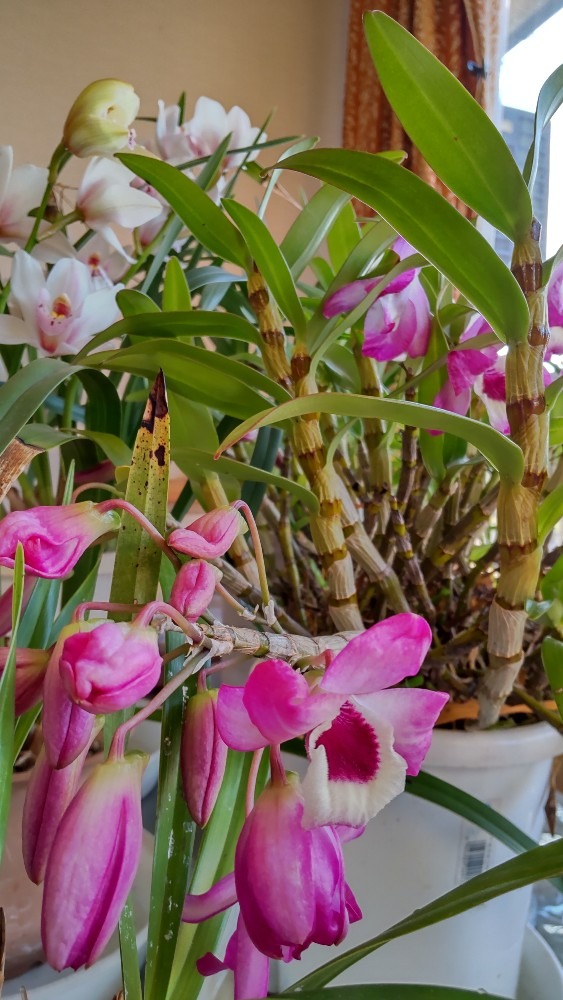 花いっぱいの、観葉植物です。