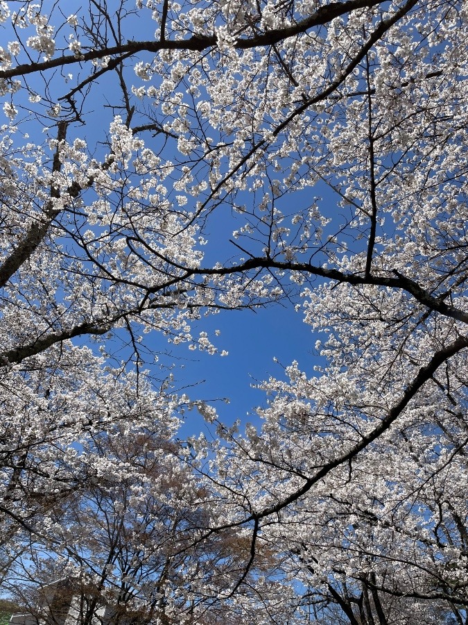 桜に覆われて(´∀｀*)🌸🌸🌸