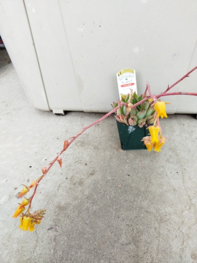 🌱多肉倶楽部🌵🤗　多肉植物のお花達🌼⑩