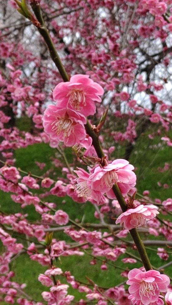 紅梅も満開🌺