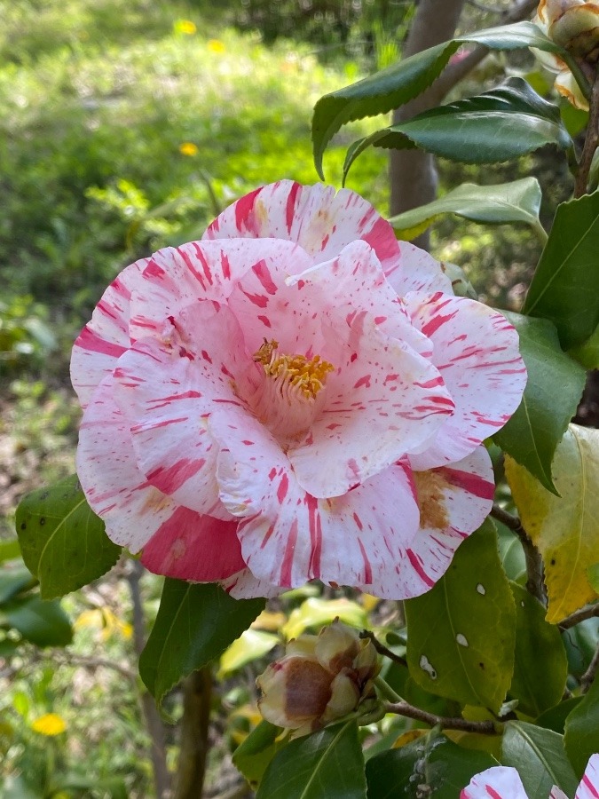 散歩コースに咲く花🌸🌸🌸