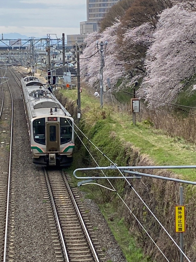 電車と桜🌸🌸🌸