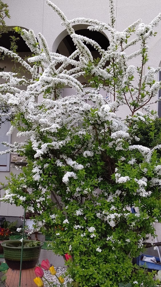 雪柳の白さが眩しい～🍀