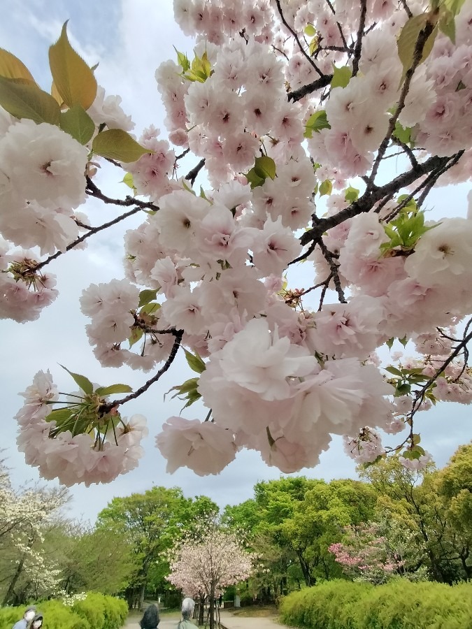 足立区舎人公園桜🌸