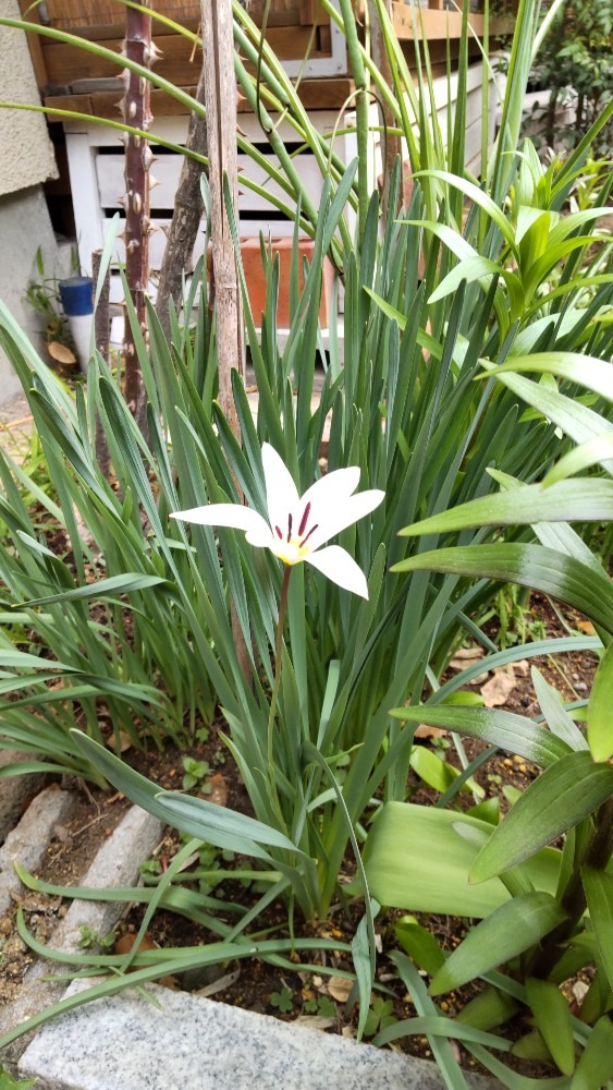 この花、な～に⁉️