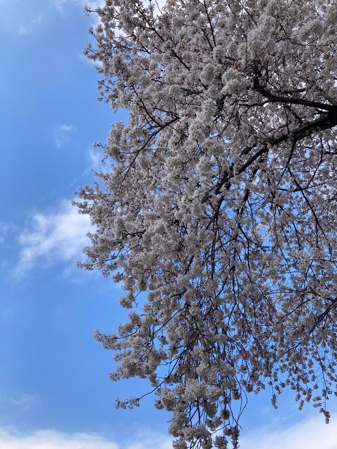 自宅の前の大木の桜💕