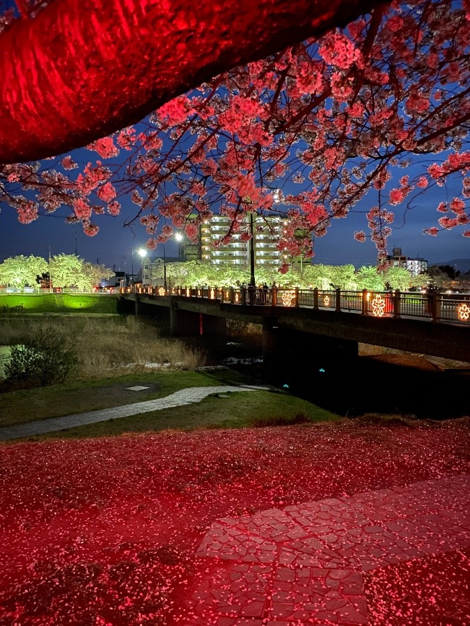 夜桜見物🌸🌸🌸
