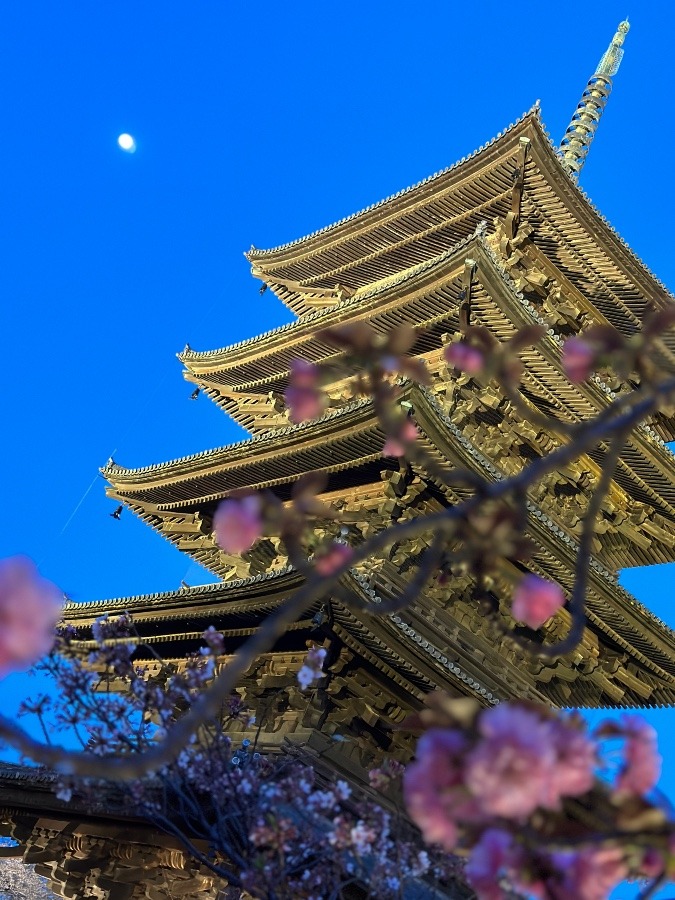夜桜ライトアップ【東寺】①
