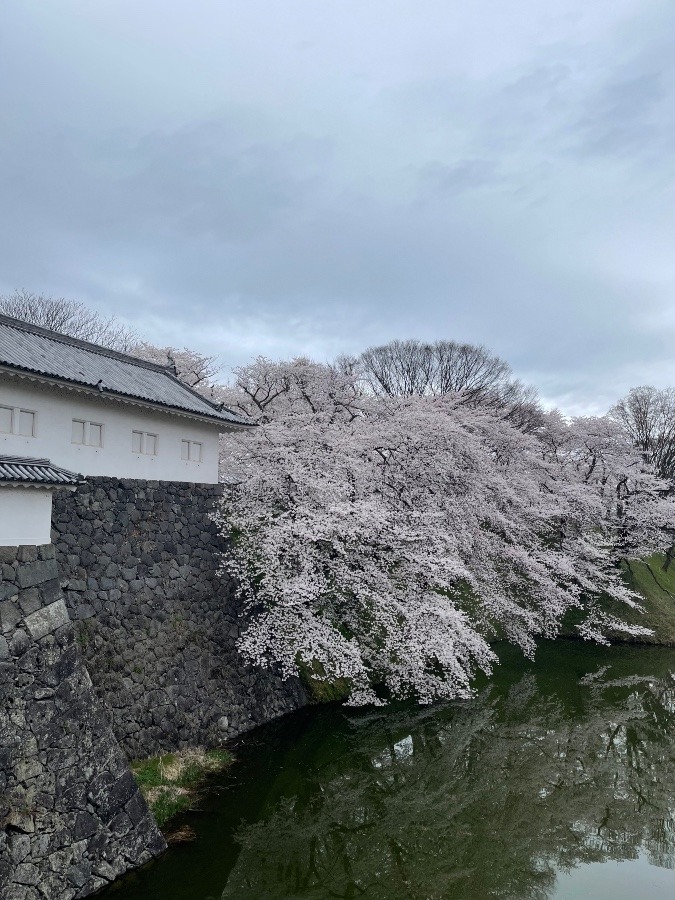 お堀の桜  1