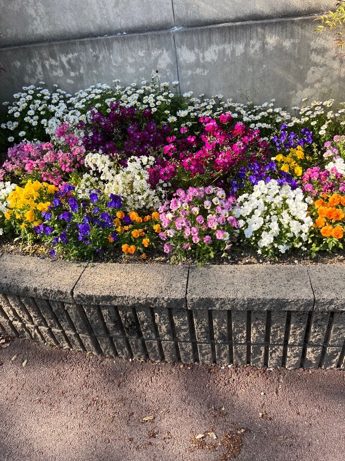 母校の花壇❷❣️