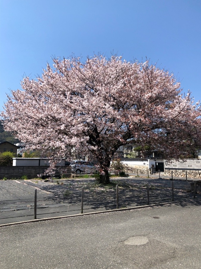 満開