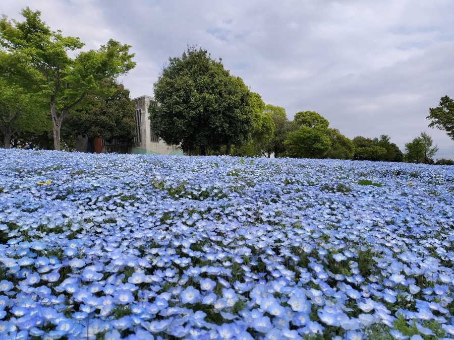 足立区舎人公園ネモフィラ④