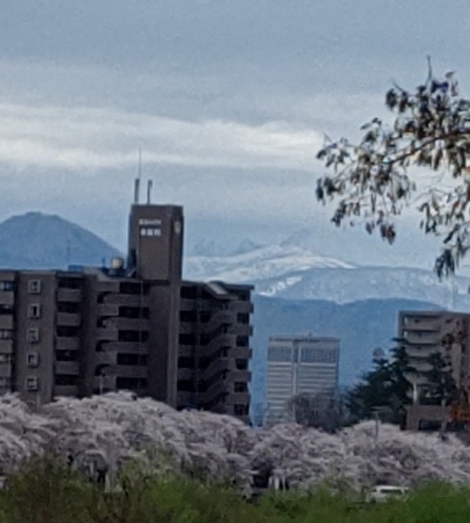 馬見ヶ崎川添いの桜🌸