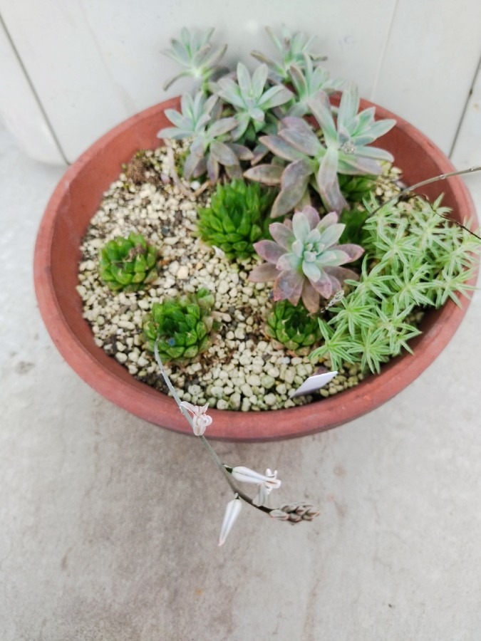 🌱多肉倶楽部🌵🤗　多肉植物のお花達🌼⑪