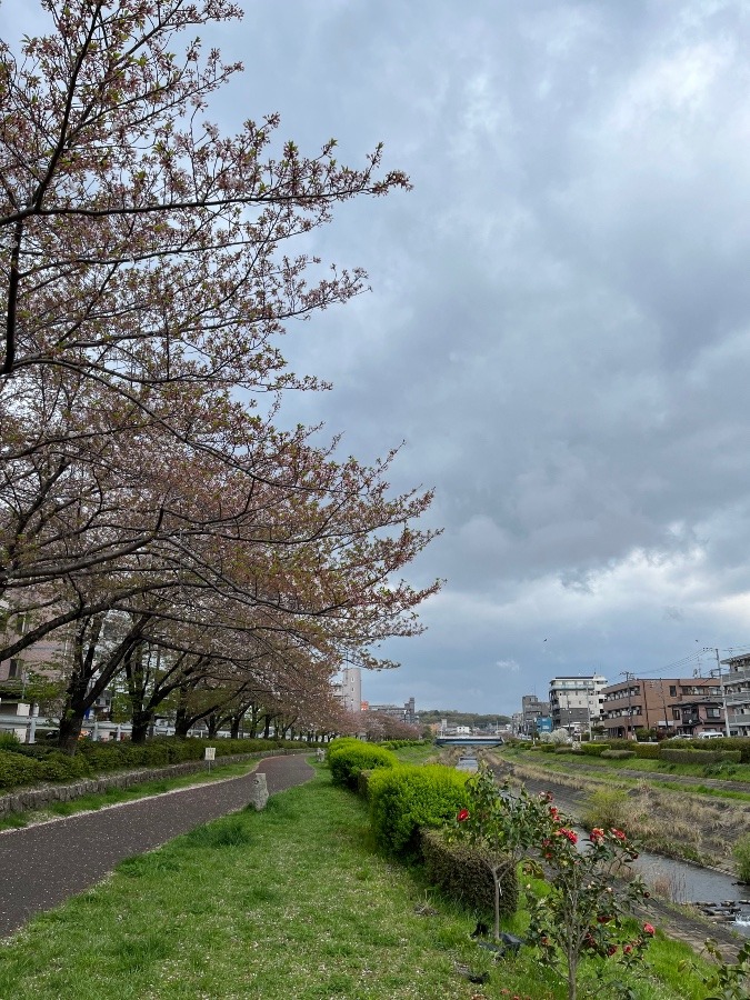 入学式🌸