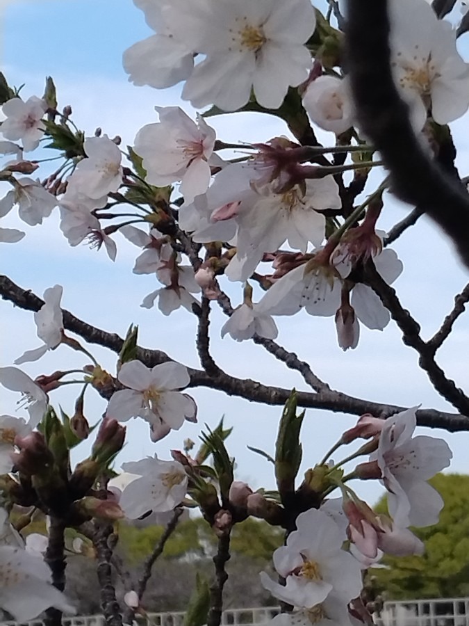 花見最高です!