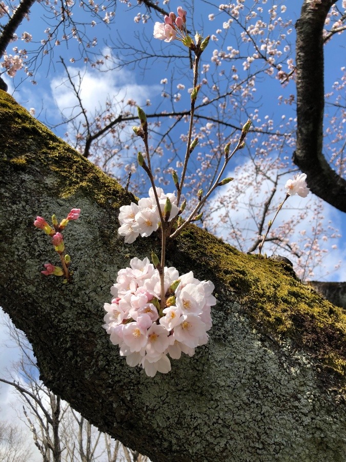 桜のコサージュ♪  素敵❣️
