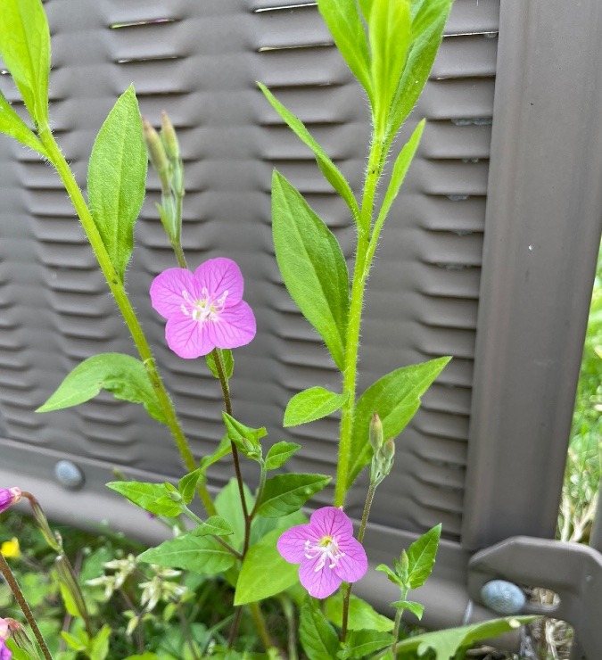 可愛いお花🌸