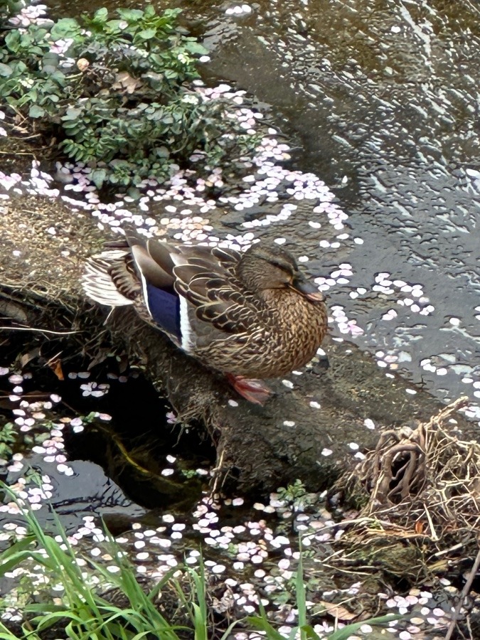 散歩途中🦆