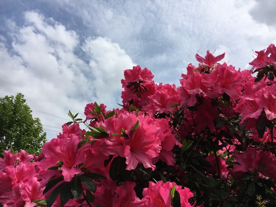 ⭕️ 綺麗な花🌸