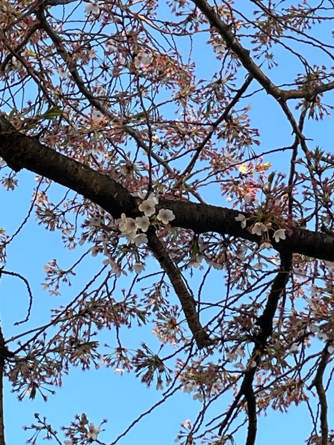 桜が散った、そのあとは