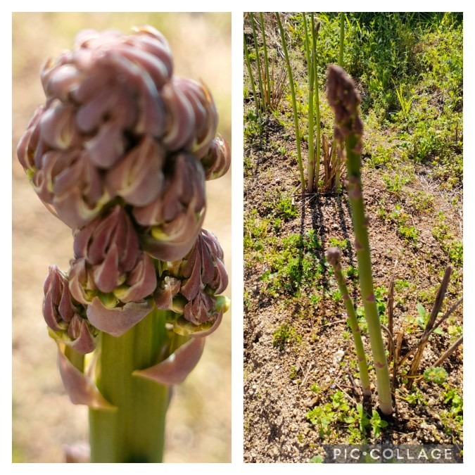 アスパラガスの芽が出ました