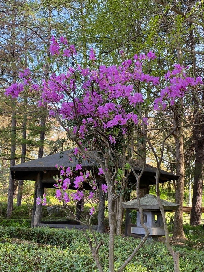 散歩コースの花🌸🌸🌸