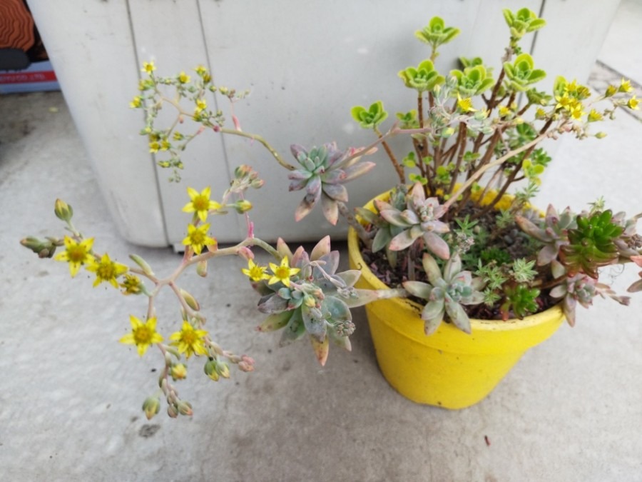 🌱多肉倶楽部🌵🤗　多肉植物のお花達🌼⑤