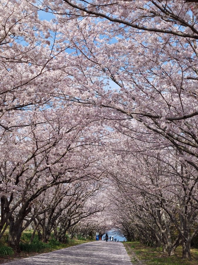 やっぱり最高の桜